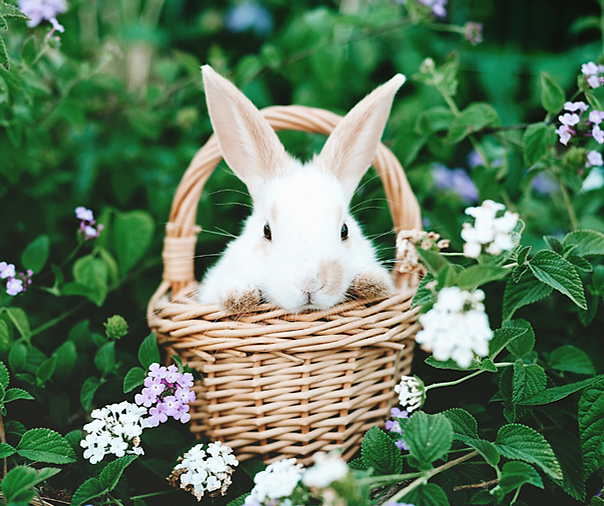 Boosting Easter Basket Sizer