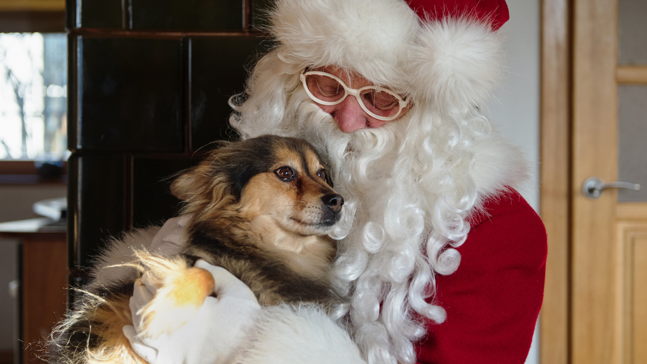 Pet Photo Booth with Santa