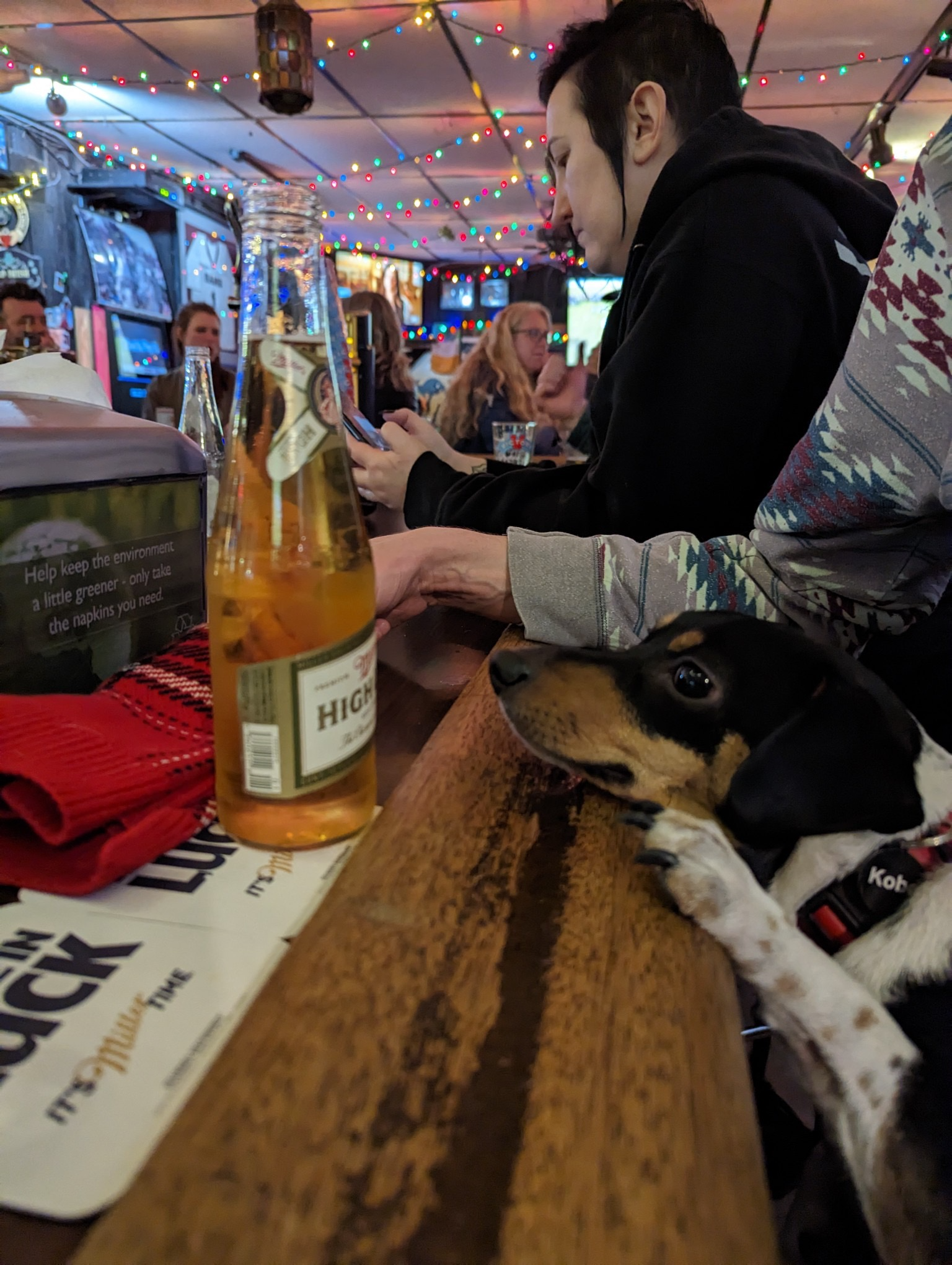 Dog at a dog-friendly bar