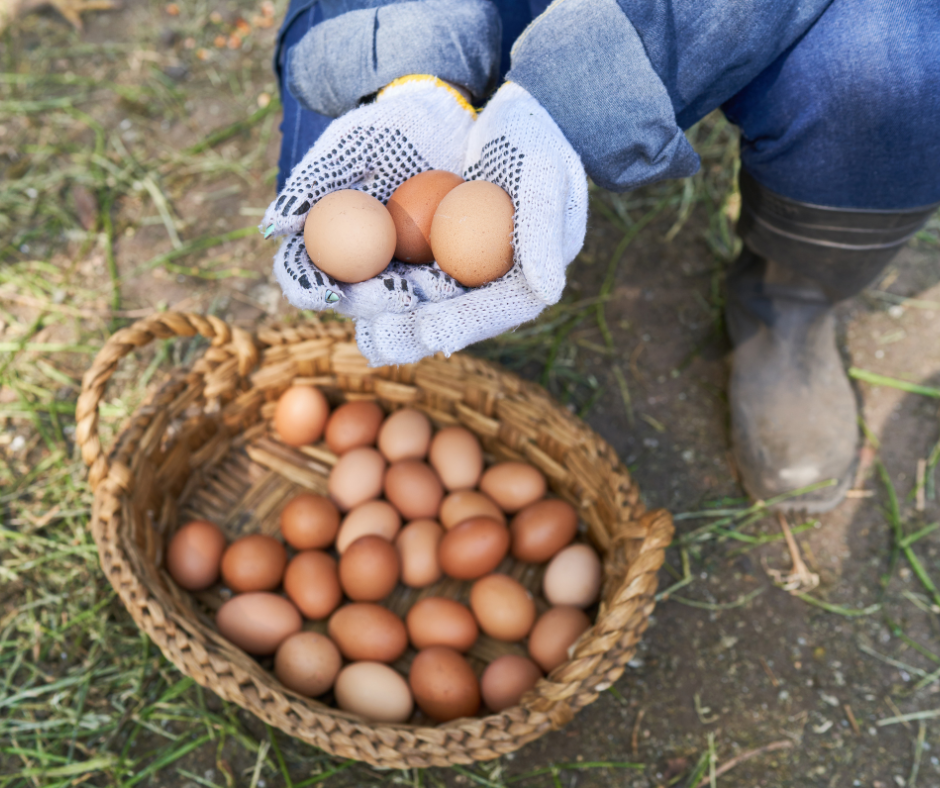egg prices