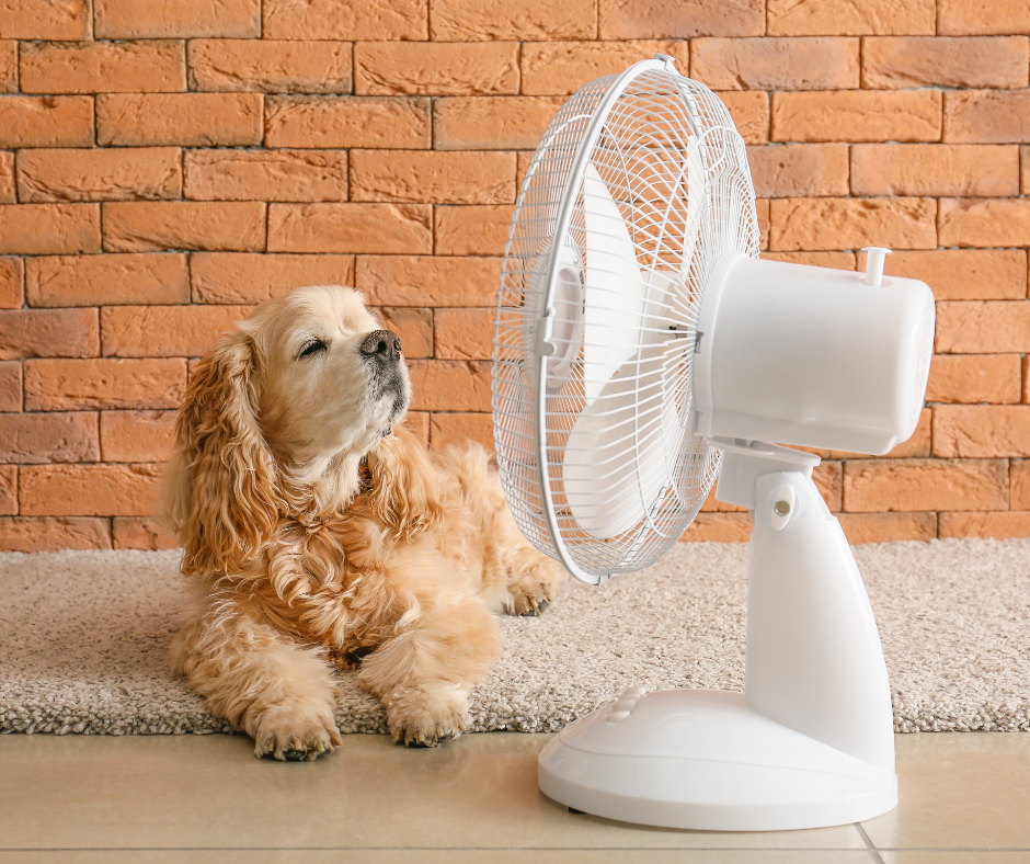 pet by the fan